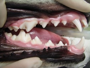 犬　歯